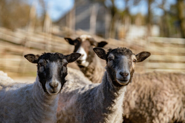 Åsenfår sheep at Skansen