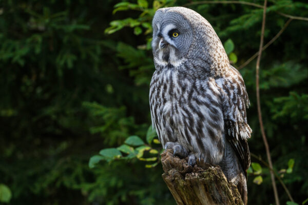 Lappuggla på Skansen