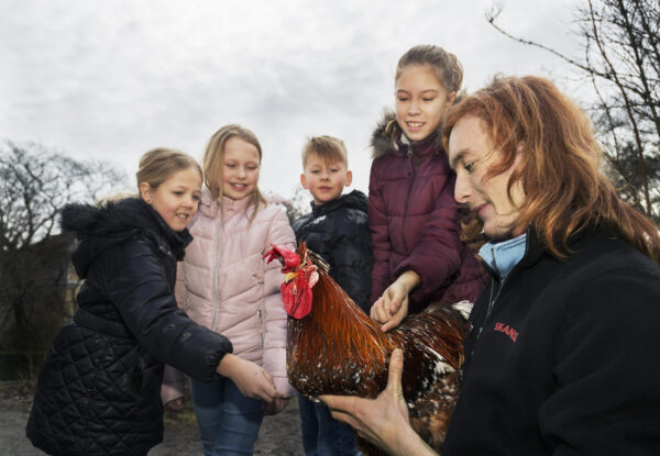 Skolvisning med pedagog, elever och en tupp