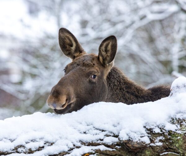 Älg, Skansen Foto: Jonathan Lundkvist