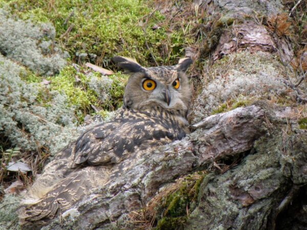 Berguv: Skansen Foto: Linda Törngren