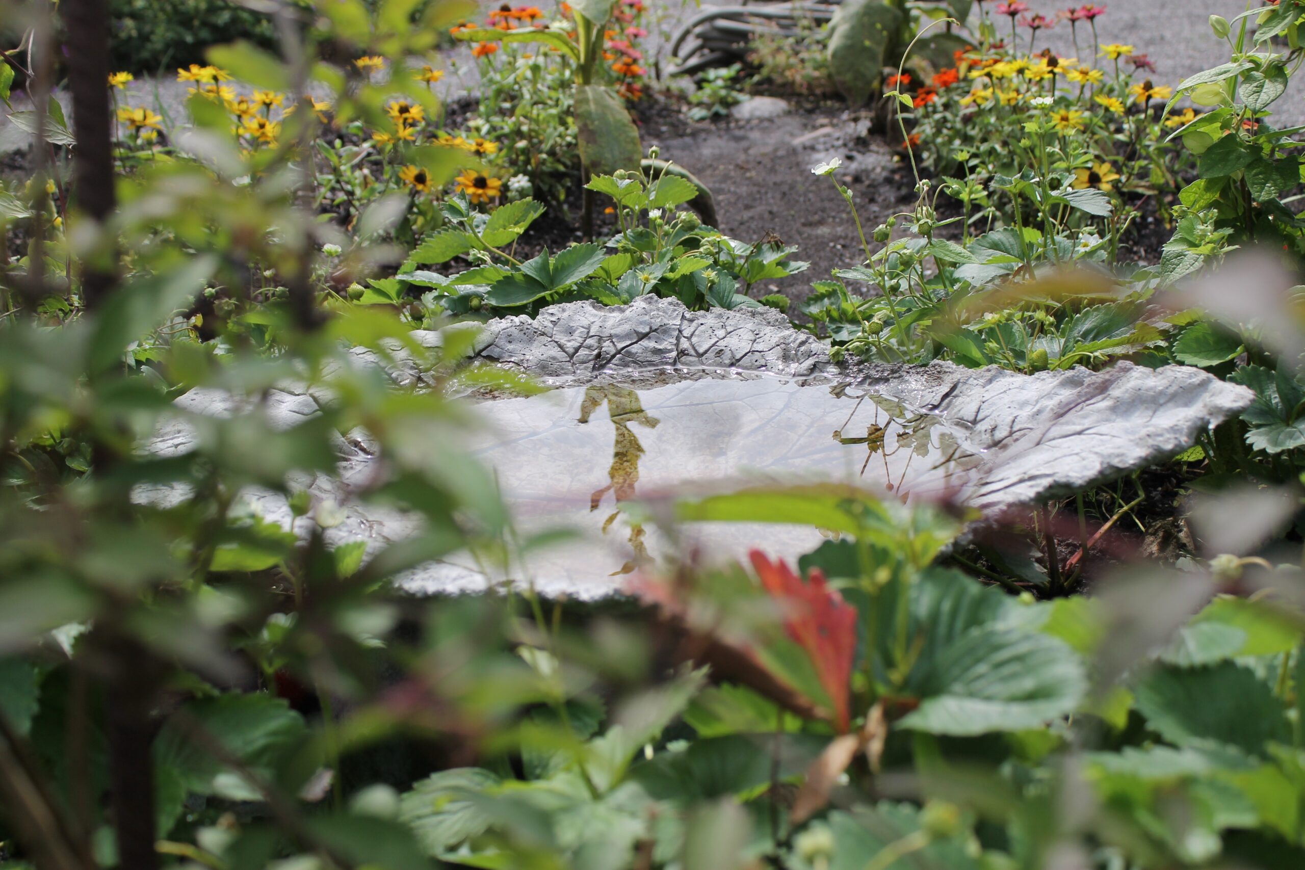 The Herb Garden at Skansen