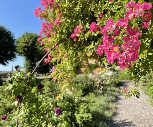 Rosengården på Skansen