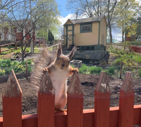 The Allotments at Skansen, photo Simon Lokko