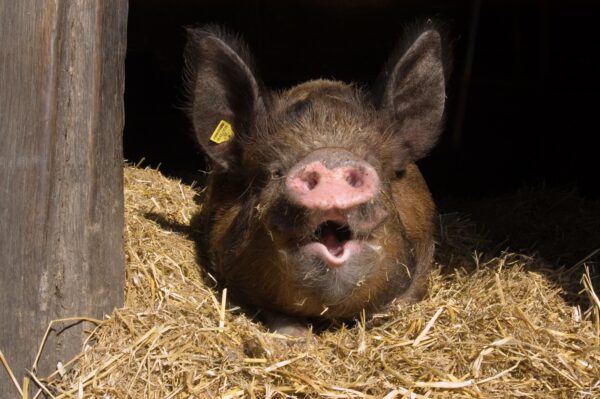 Linderössvin på Skansen Foto: Jonathan Lundkvist