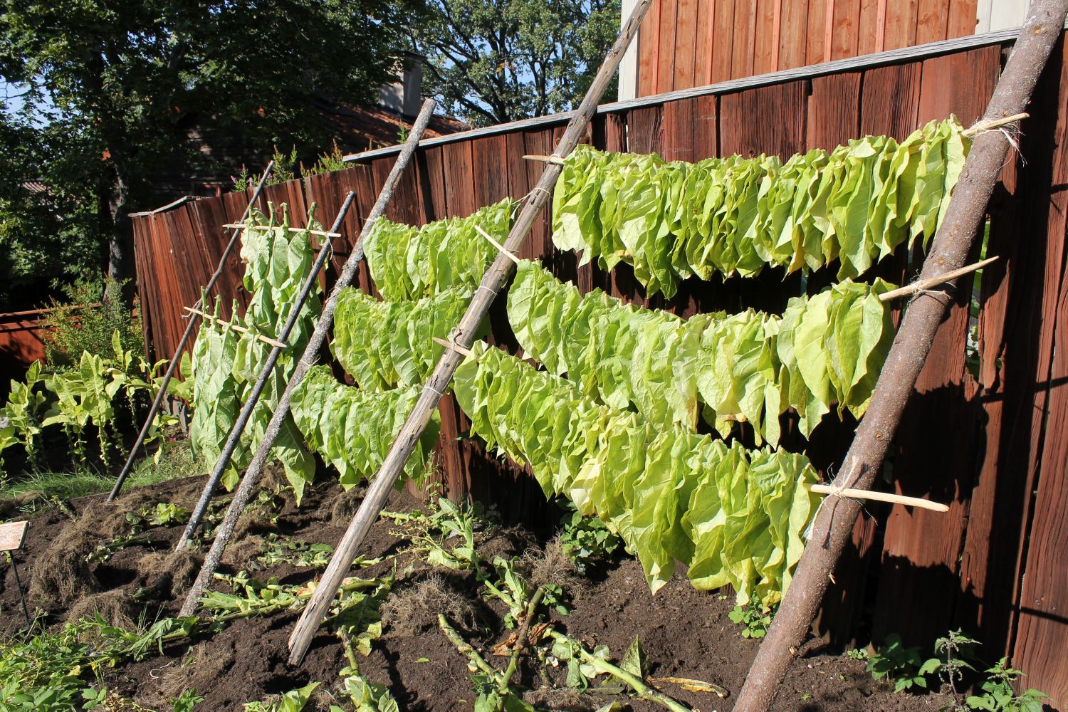 Tobacco at Skansen, photo Emelie Strömfors