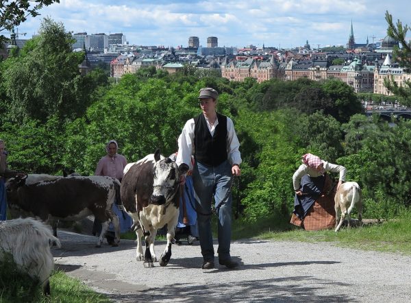 Buföring på Skansen Foto: Maria Johansson