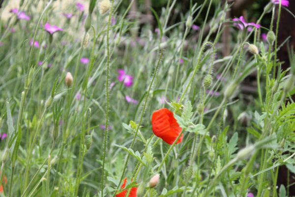 The Garden of Possibilities at Skansen, photo Marie Johansson