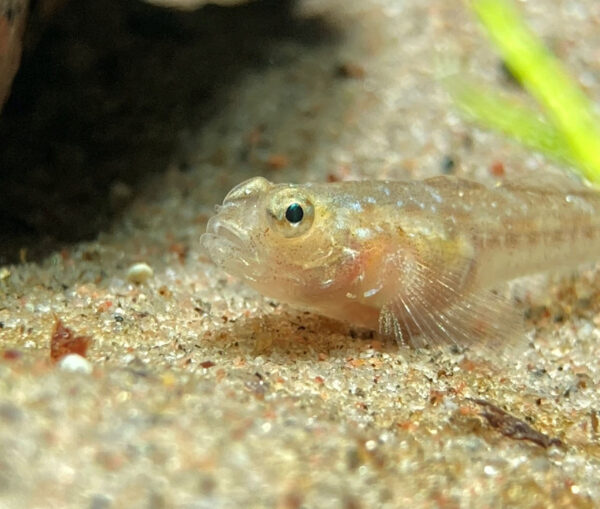 sandstubb