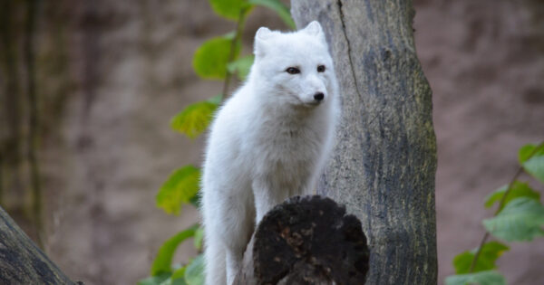 Fjällräv på Skansen Fjällräv med vinterpäls på Skansen