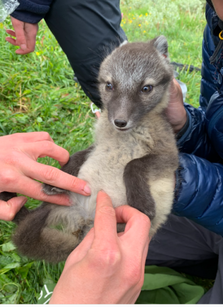 En fjällrävsvalp märks, vägs och tas DNA-prov på i samband med Svenska Fjällrävsprojektet