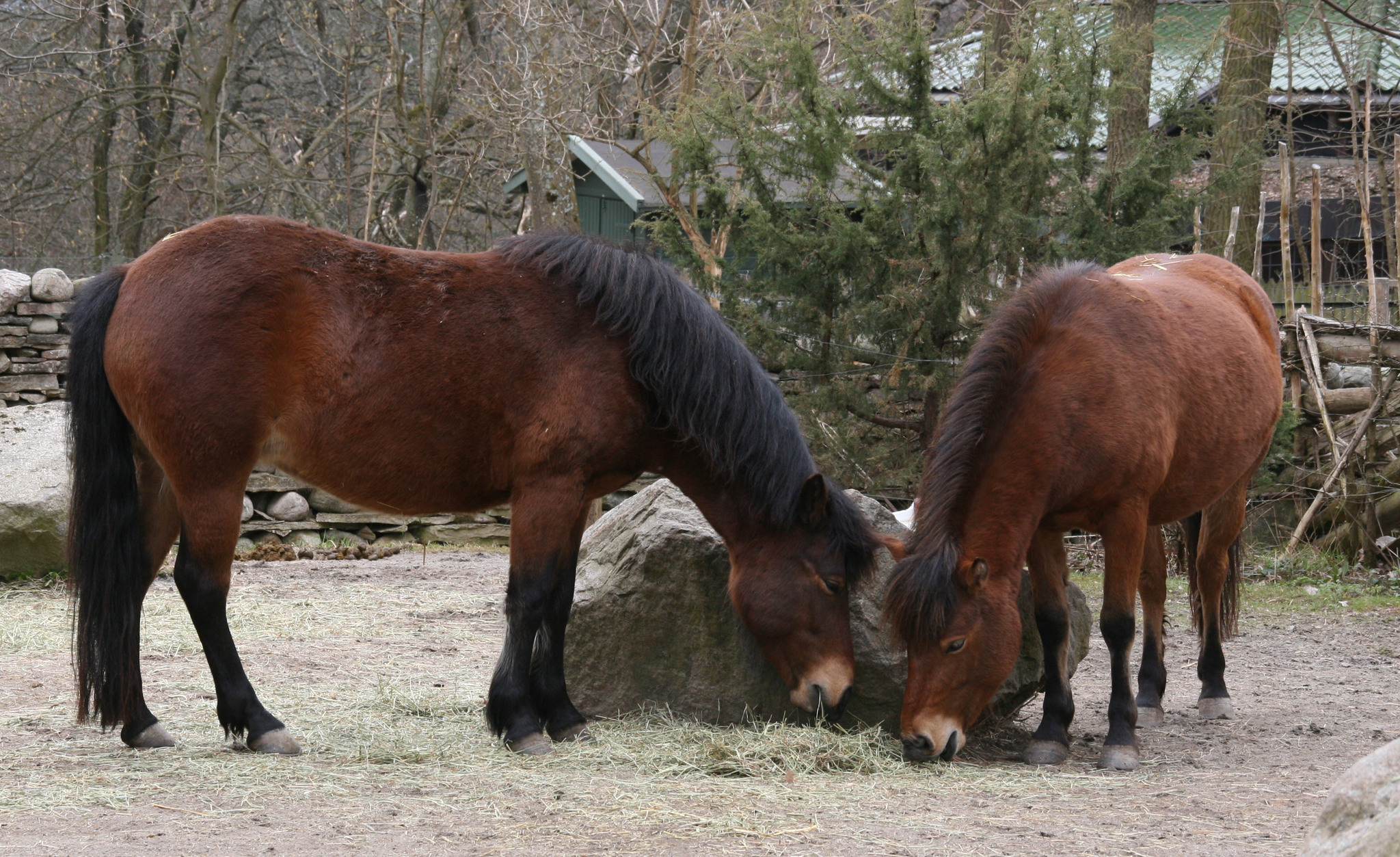 Hästprat