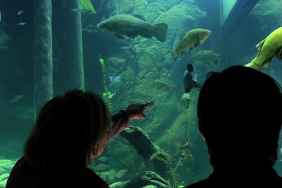 Aquarium Baltic Sea Science Center