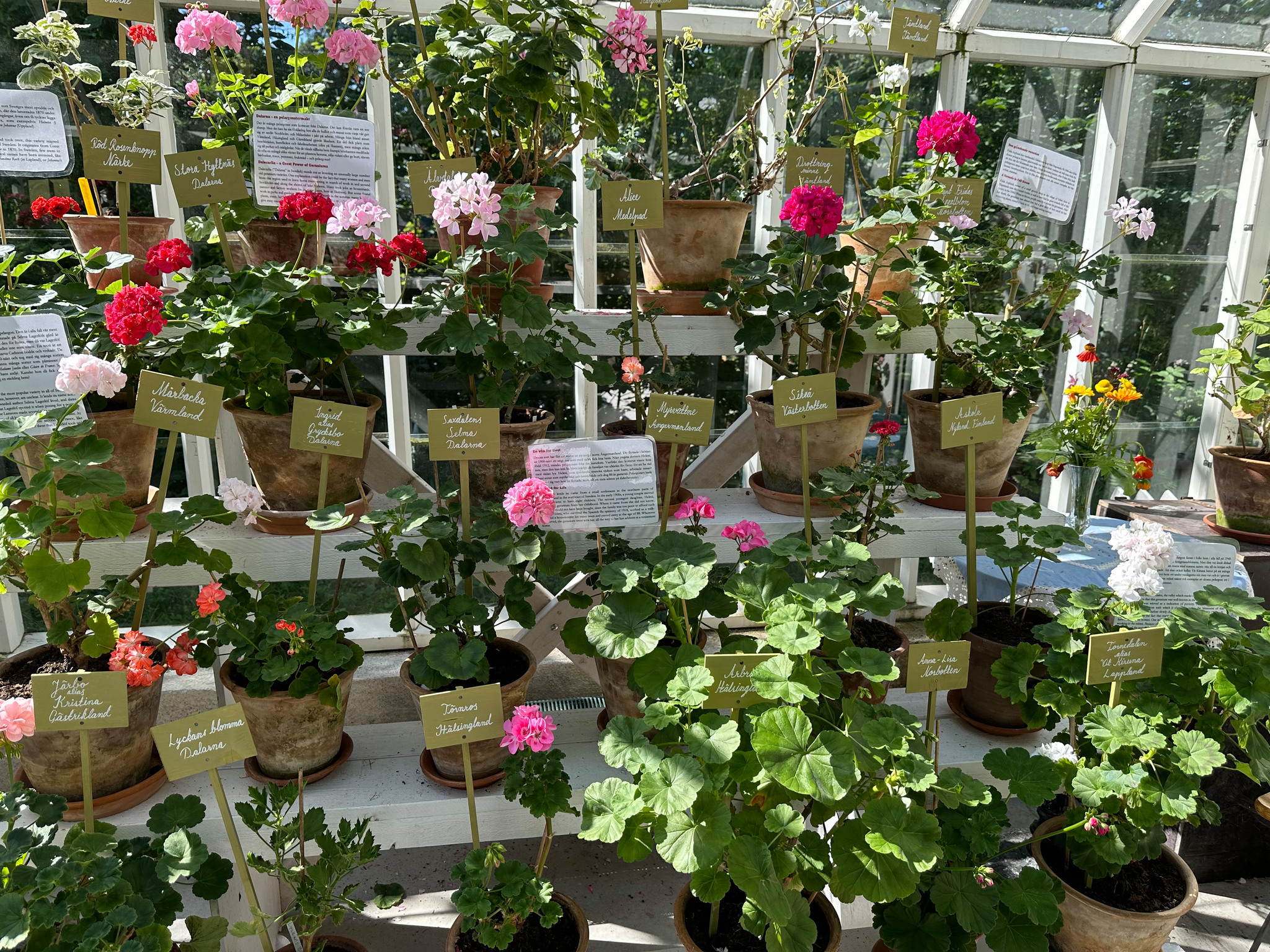 Pelargoner från Sveriges landskap