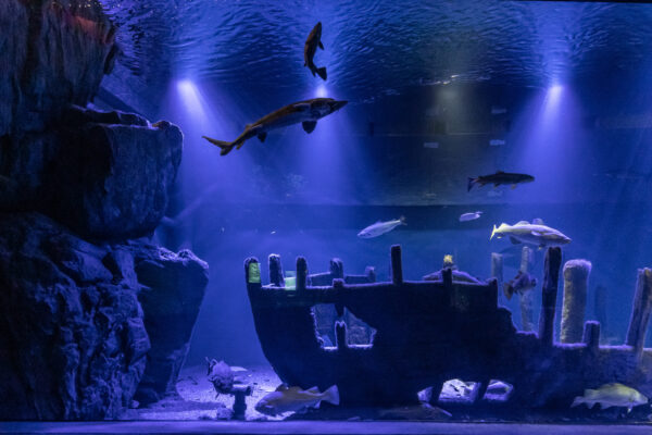 Aquarium Baltic Sea Science Center