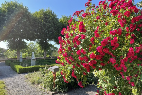 Rosengården