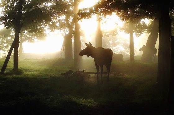 Tierpark