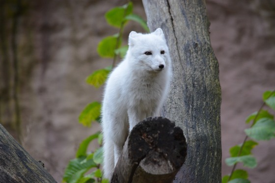 Fjällräv på Skansen