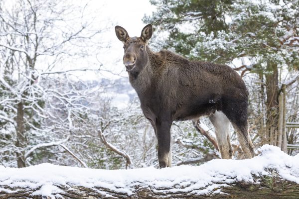 Moose at Skansen