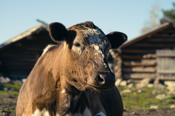 Fjällnära ko vid Fäboden
