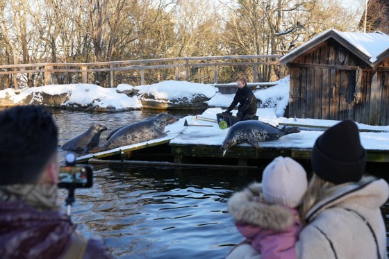 Sälprat på Skansen