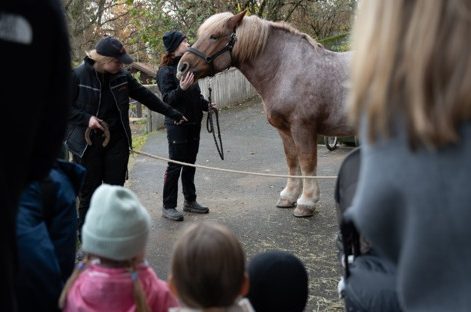 Prat om hästar på Skansen
