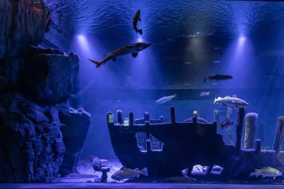 Predatory fish in an aquarium