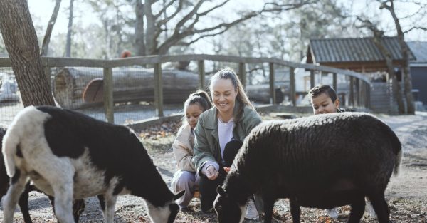 Gäster i fårens hage på Lill-Skansen