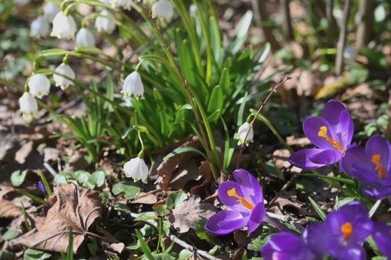 Vårblommor på Skansen