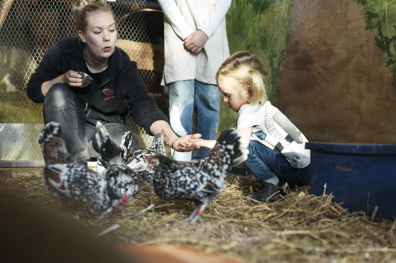 Minidjurvårdare på Lill-Skansen