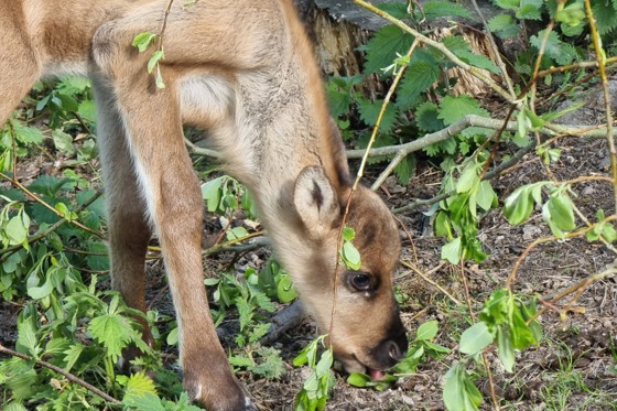 Skogsvildren på Skansen