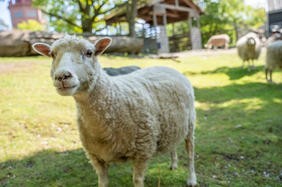 Roslagsfår på Skansen