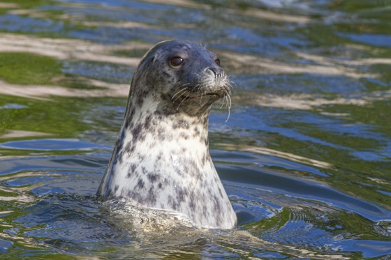 Grey seal at Skansen