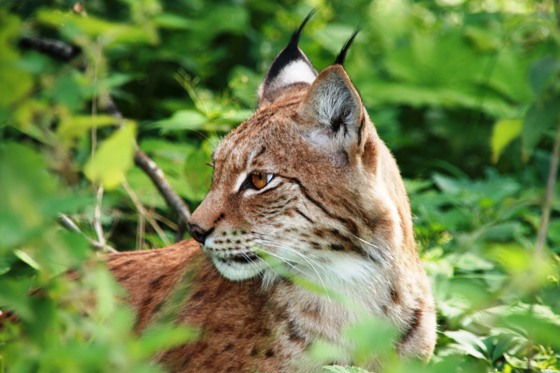 Lynx at Skansen