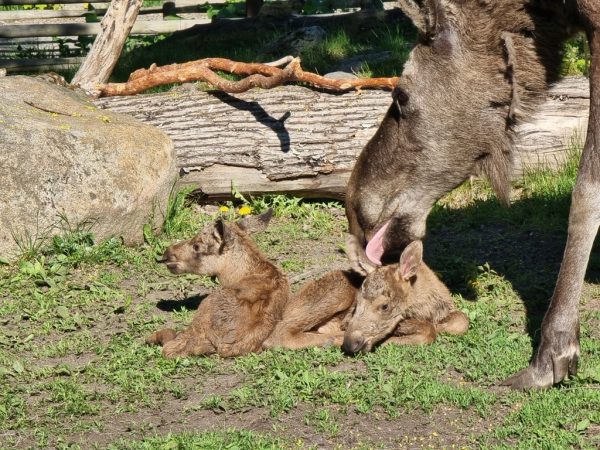 Älgkalvar Skansen