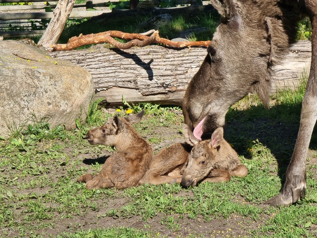 Älgkalvar Skansen