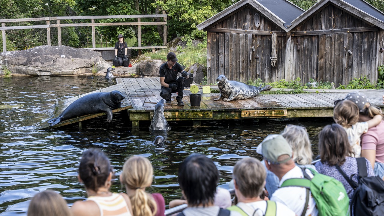 Djurprat om säl