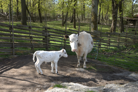 Animal Talk at the summer pasture farm