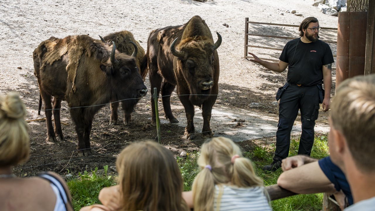Animal talk about European Bison at Skansen.