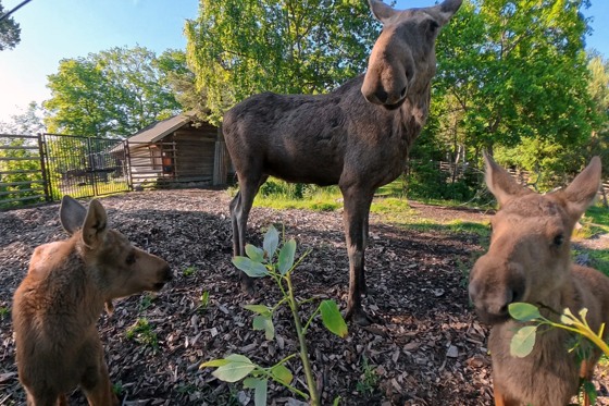 Meet our moose twins