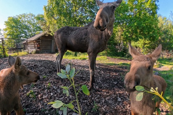 Live på skansen – Älg med kalvar