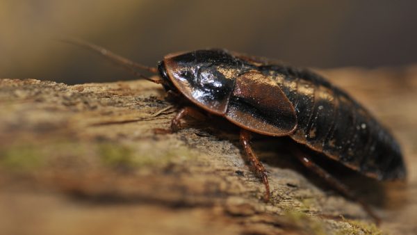 Kackerlacka på Lill-Skansen