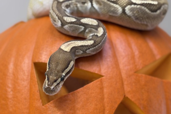 Halloween på Skansen-Akvariet